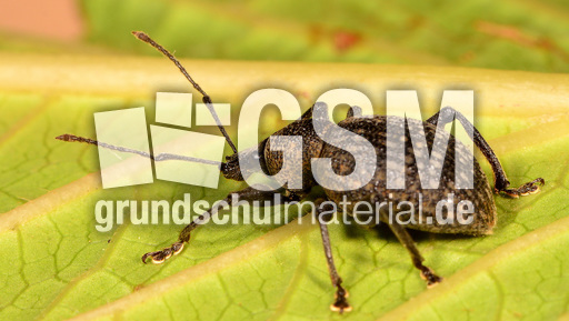 Kompakter Dickmaulrüssler (2).jpg